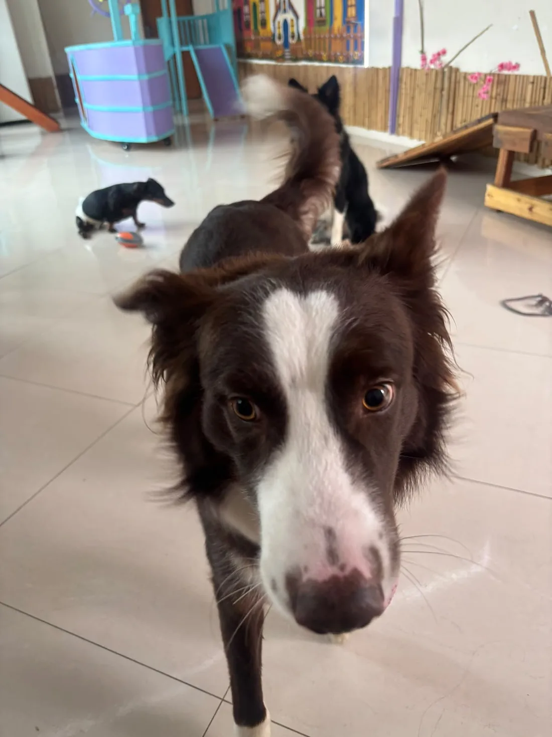 Border collie caminhando no salão da Creche da Piratinha, com o castelinho e um dachshund ao fundo