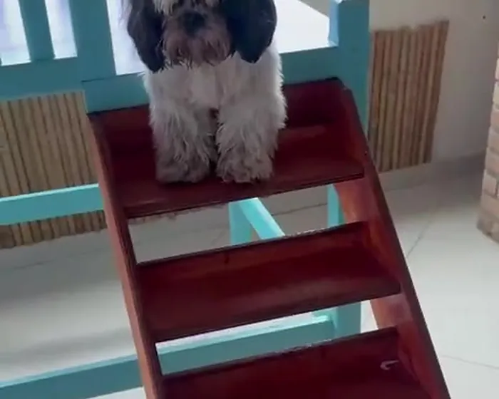 Shih-tzu no alto da rampa de madeira do circuito da creche