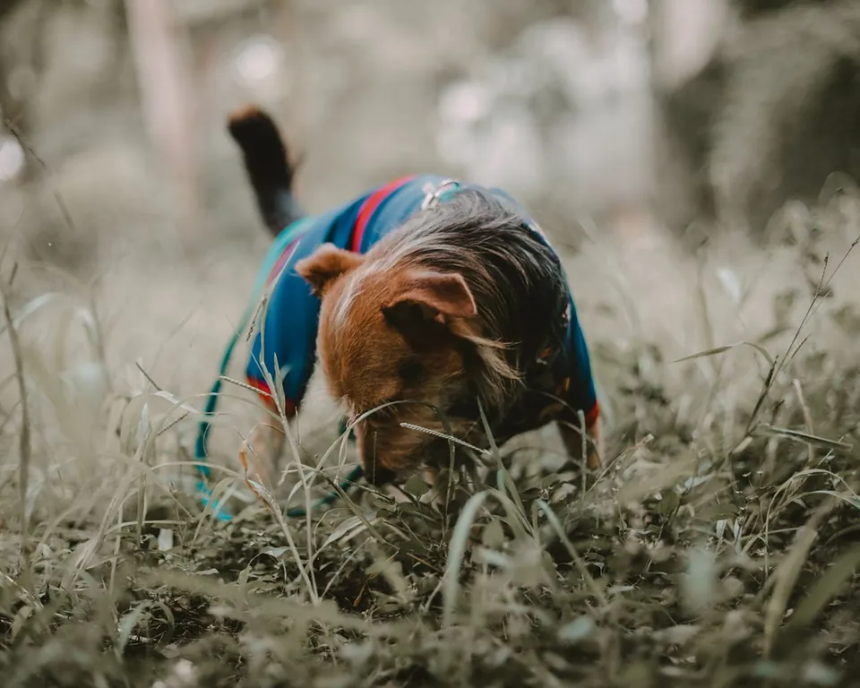 Cão farejando a grama durante uma atividade de faro